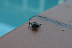 Malometasternum rufocaudatum