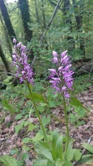 Orchis simia simia