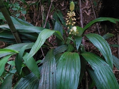 Calanthe formosana