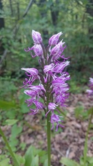Orchis simia simia