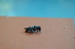 Malometasternum rufocaudatum