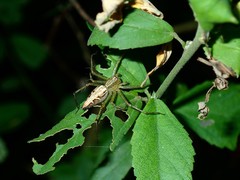 Oxyopes sertatoides