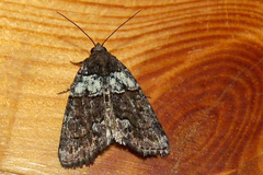 Bryophila ereptricula