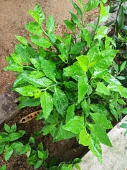 Euphorbia tithymaloides