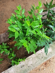 Euphorbia tithymaloides