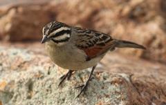Emberiza capensis capensis