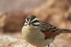 Emberiza capensis capensis