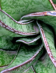 Gasteria acinacifolia