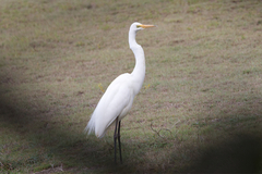 Ardea alba