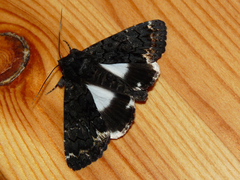 Catephia alchymista