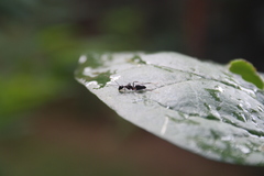 Camponotus