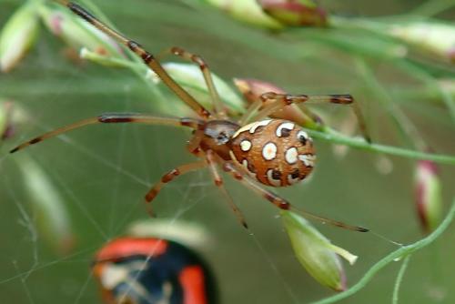 Brown Widow, 香港屯門, photo 9 of 10
