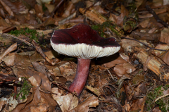 Russula queletii