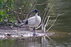 Threskiornis molucca