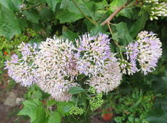 Gymnanthemum capense