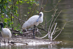 Platalea regia