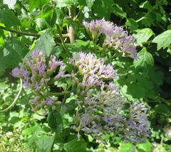 Gymnanthemum capense