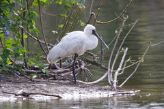 Platalea regia