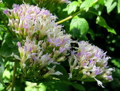 Gymnanthemum capense