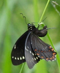 Papilio menatius victorinus