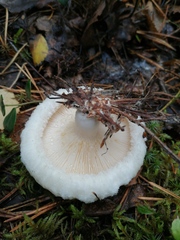 Lactarius aquizonatus