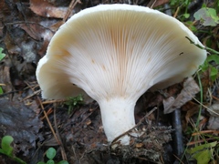 Lactarius aquizonatus