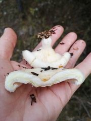 Lactarius aquizonatus