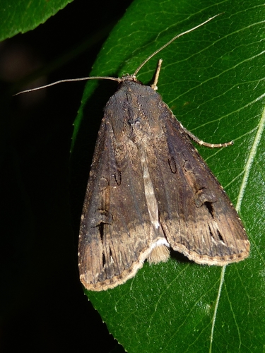 Ipsilon Dart Moth