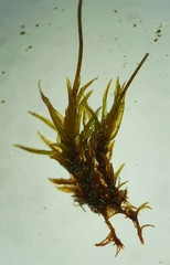 Streblotrichum enderesii