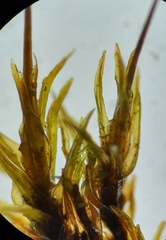 Streblotrichum enderesii