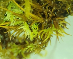 Streblotrichum enderesii