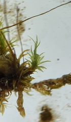 Streblotrichum enderesii