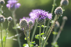 Centaurea scabiosa scabiosa