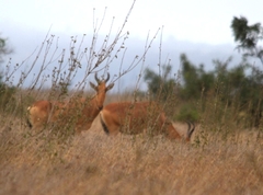 Alcelaphus buselaphus