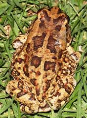 Sclerophrys poweri