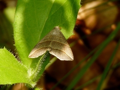 Colobochyla salicalis