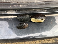 Nodularia douglasiae