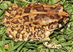 Sclerophrys poweri