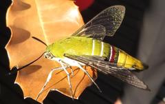 Cephonodes hylas virescens