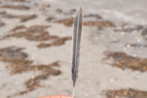 Plume de Cormoran pygmée