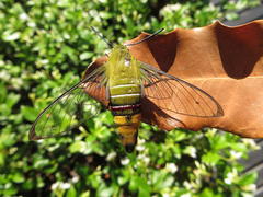 Cephonodes hylas virescens