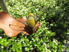 Cephonodes hylas virescens