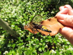 Cephonodes hylas virescens