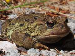 Anaxyrus boreas boreas