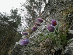 Pulsatilla halleri styriaca