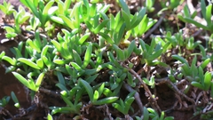 Delosperma affine