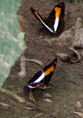 Adelpha jordani