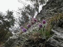 Pulsatilla halleri styriaca