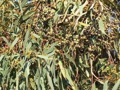 Eucalyptus marginata