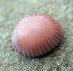 Pseudopusula californiana